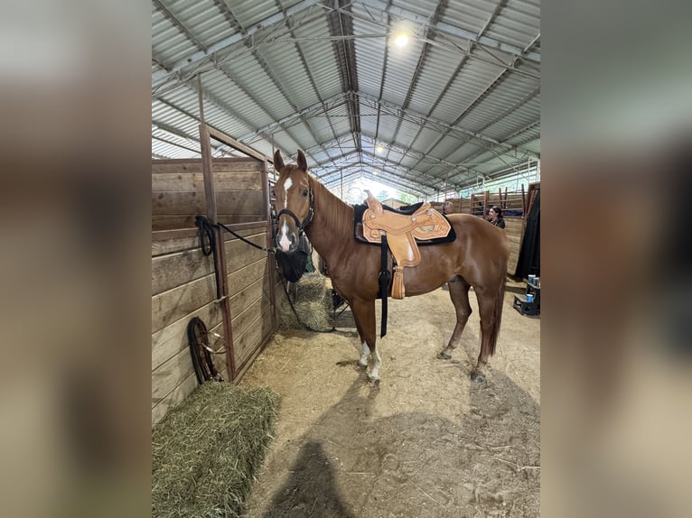 American Quarter Horse Ruin 5 Jaar 152 cm Vos in Wolfern