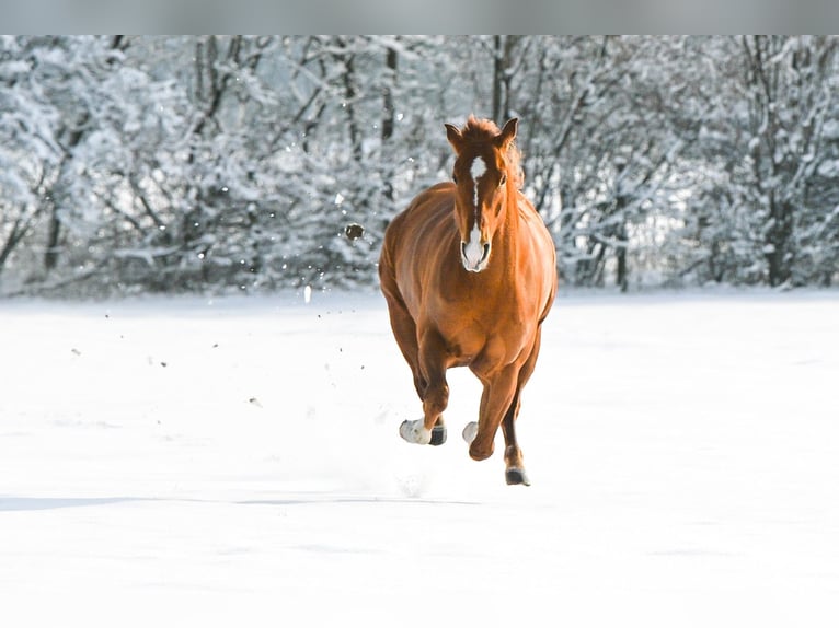 American Quarter Horse Ruin 5 Jaar 152 cm Vos in Wolfern