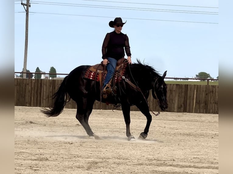 American Quarter Horse Ruin 5 Jaar 152 cm Zwart in Holland, IA