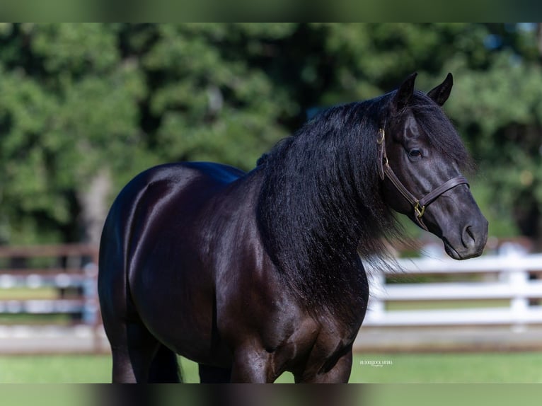 American Quarter Horse Ruin 5 Jaar 152 cm Zwart in Burleson