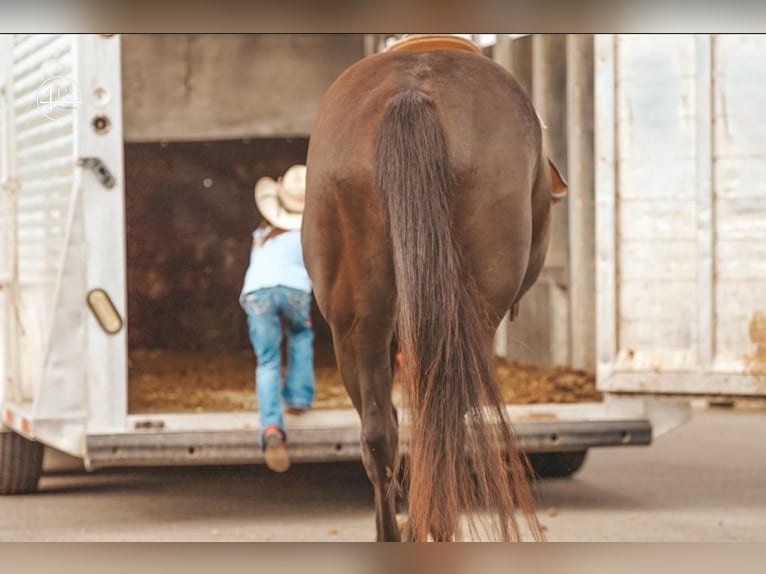 American Quarter Horse Ruin 5 Jaar 152 cm Zwart in Weatherford, TX