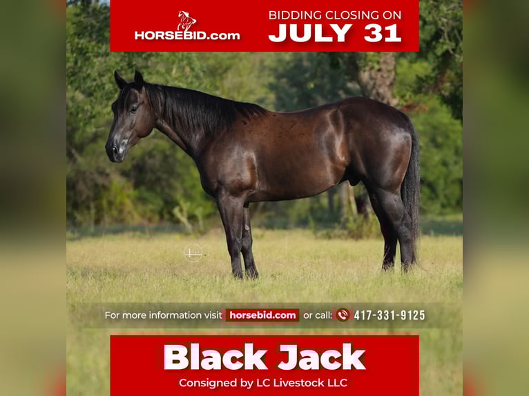 American Quarter Horse Ruin 5 Jaar 152 cm Zwart in Weatherford, TX