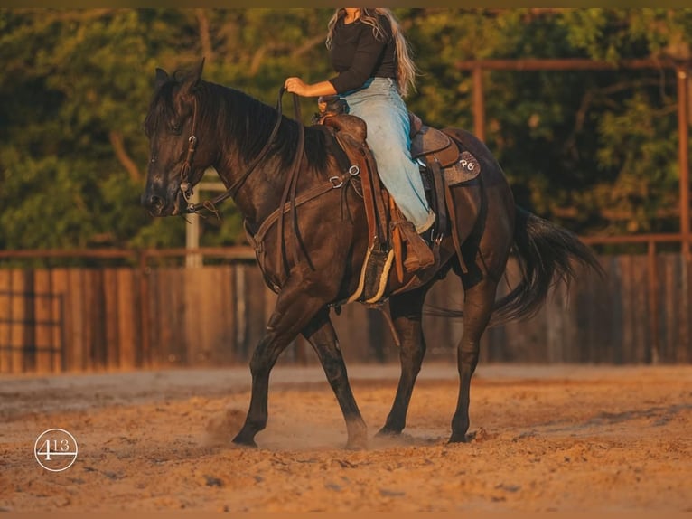 American Quarter Horse Ruin 5 Jaar 152 cm Zwart in Weatherford, TX