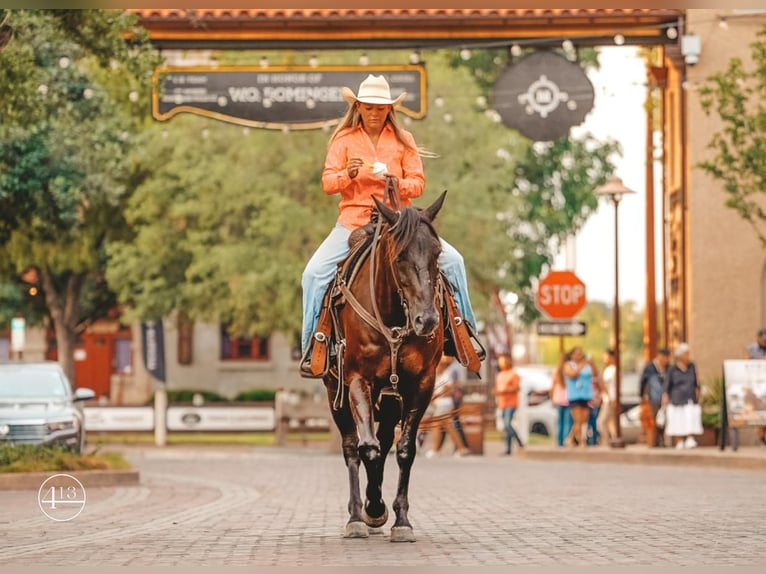 American Quarter Horse Ruin 5 Jaar 152 cm Zwart in Weatherford, TX