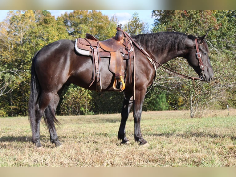 American Quarter Horse Ruin 5 Jaar 152 cm Zwart in Cherryville NC