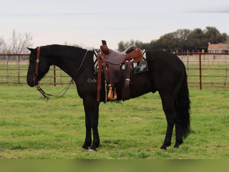 American Quarter Horse Ruin 5 Jaar 152 cm Zwart in Lipan TX