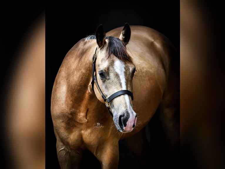 American Quarter Horse Ruin 5 Jaar 153 cm Buckskin in Oetzen