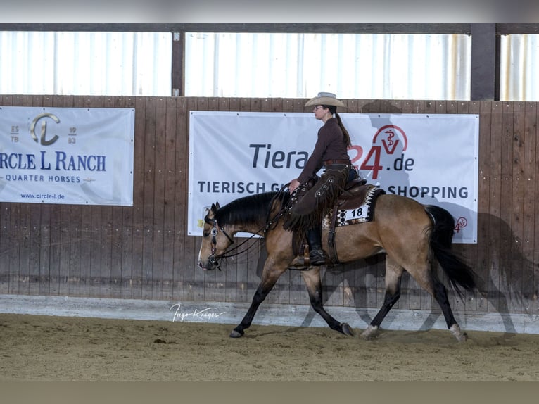 American Quarter Horse Ruin 5 Jaar 153 cm Buckskin in Oetzen