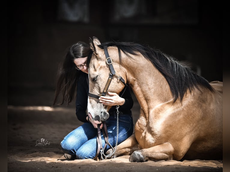 American Quarter Horse Ruin 5 Jaar 153 cm Buckskin in Oetzen