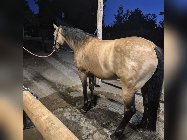 American Quarter Horse Ruin 5 Jaar 153 cm Buckskin in Bad Vöslau