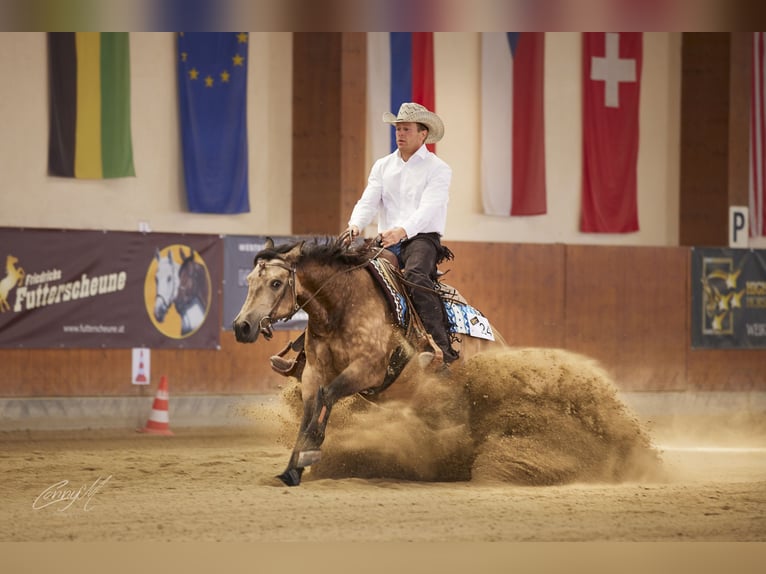 American Quarter Horse Ruin 5 Jaar 153 cm Buckskin in Bad Vöslau