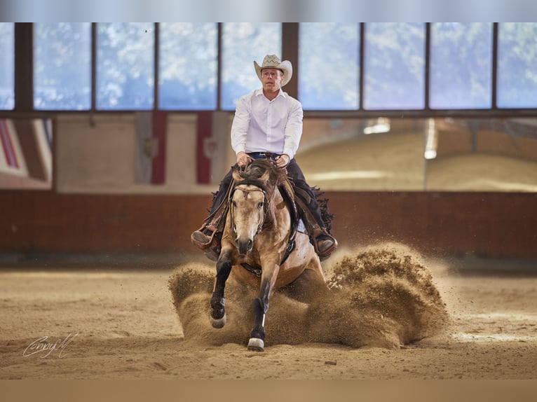 American Quarter Horse Ruin 5 Jaar 153 cm Buckskin in Bad Vöslau