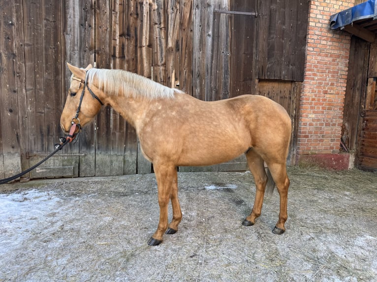 American Quarter Horse Ruin 5 Jaar 153 cm  in AcworthMartin