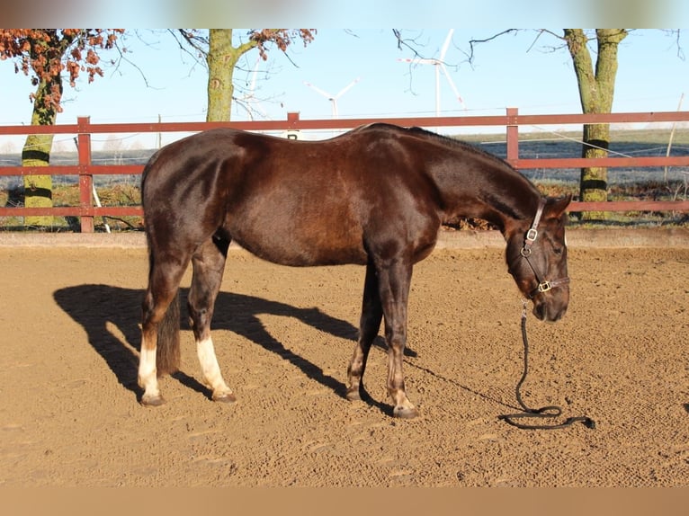 American Quarter Horse Ruin 5 Jaar 154 cm Donkere-vos in Kröpelin