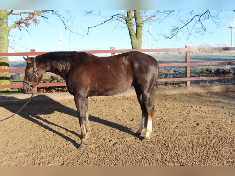 American Quarter Horse Ruin 5 Jaar 154 cm Donkere-vos in Kröpelin