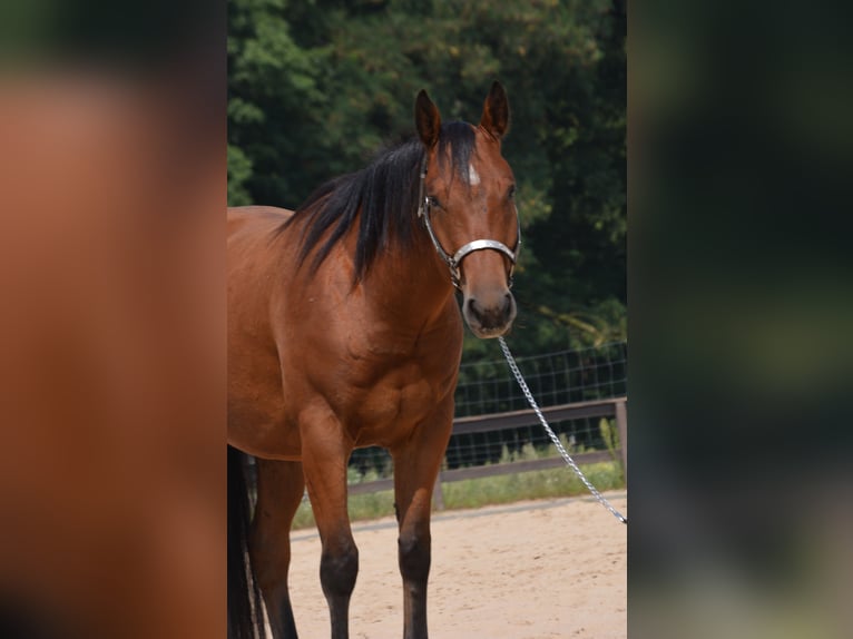 American Quarter Horse Ruin 5 Jaar 155 cm Bruin in Wusterhausen (Dosse)