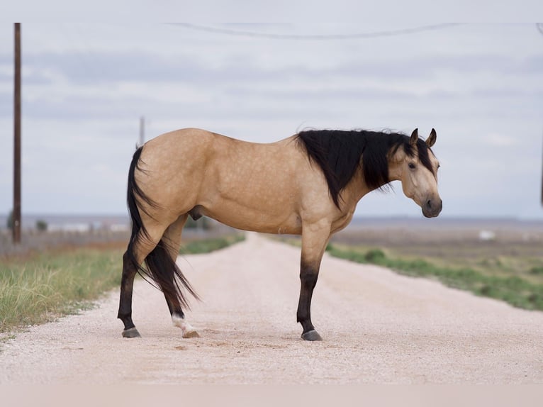 American Quarter Horse Ruin 5 Jaar 155 cm Buckskin in Kaufman, TX