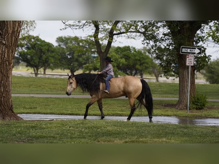 American Quarter Horse Ruin 5 Jaar 155 cm Buckskin in Kaufman, TX