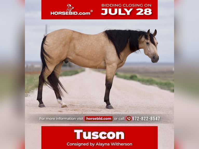 American Quarter Horse Ruin 5 Jaar 155 cm Buckskin in Kaufman, TX