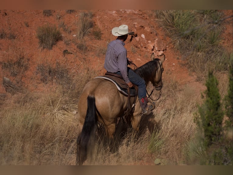 American Quarter Horse Ruin 5 Jaar 155 cm Buckskin in Canyon, TX