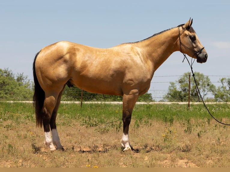 American Quarter Horse Ruin 5 Jaar 155 cm Buckskin in Byers TX