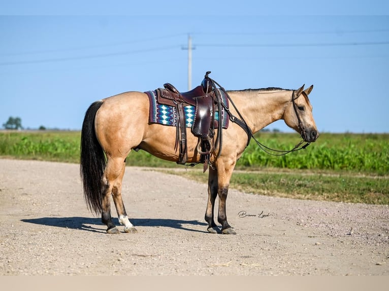 American Quarter Horse Ruin 5 Jaar 155 cm Buckskin in Canistota, SD