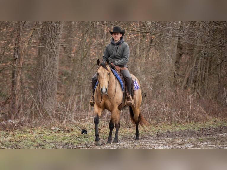 American Quarter Horse Ruin 5 Jaar 155 cm Buckskin in Fredericksburg