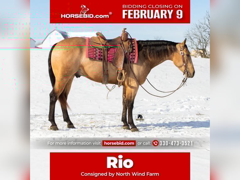 American Quarter Horse Ruin 5 Jaar 155 cm Buckskin in Fredericksburg