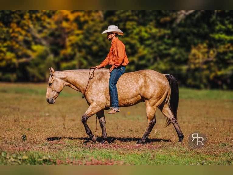 American Quarter Horse Ruin 5 Jaar 155 cm Buckskin in Lyles