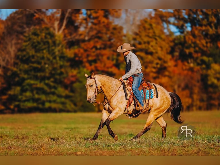 American Quarter Horse Ruin 5 Jaar 155 cm Buckskin in Lyles