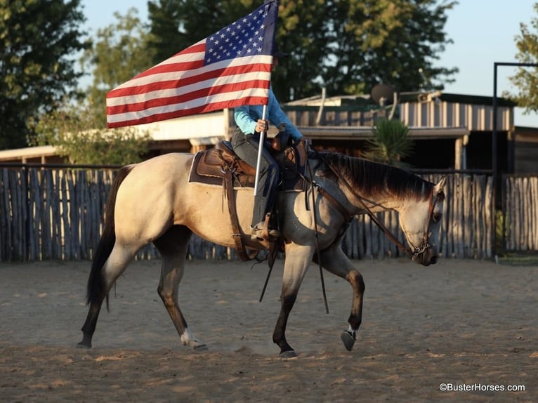 American Quarter Horse Ruin 5 Jaar 155 cm Buckskin in Weatherford TX