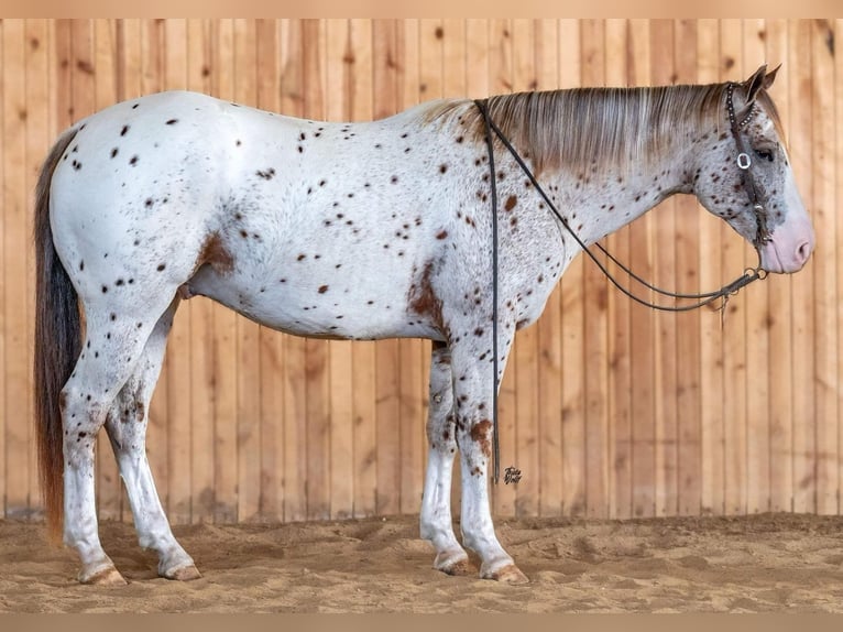 American Quarter Horse Ruin 5 Jaar 155 cm Donkere-vos in El Paso TX