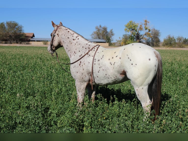 American Quarter Horse Ruin 5 Jaar 155 cm Donkere-vos in El Paso TX