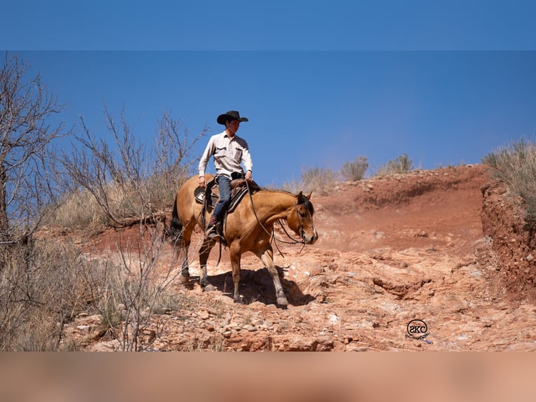 American Quarter Horse Ruin 5 Jaar 155 cm Falbe in Canyon, TX