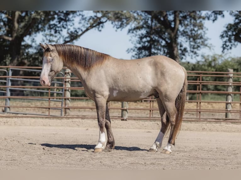 American Quarter Horse Ruin 5 Jaar 155 cm Grullo in North Judson IN