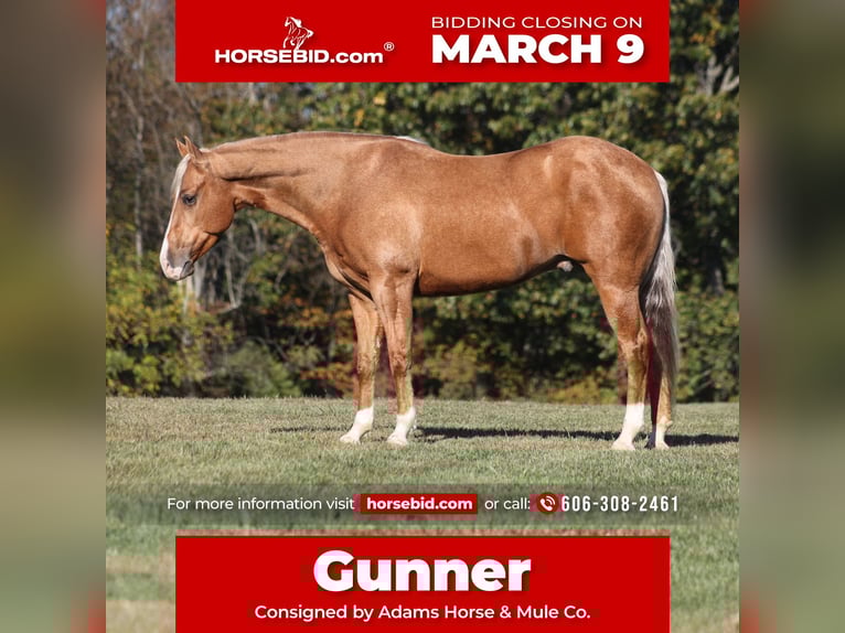 American Quarter Horse Ruin 5 Jaar 155 cm Palomino in Mount Vernon