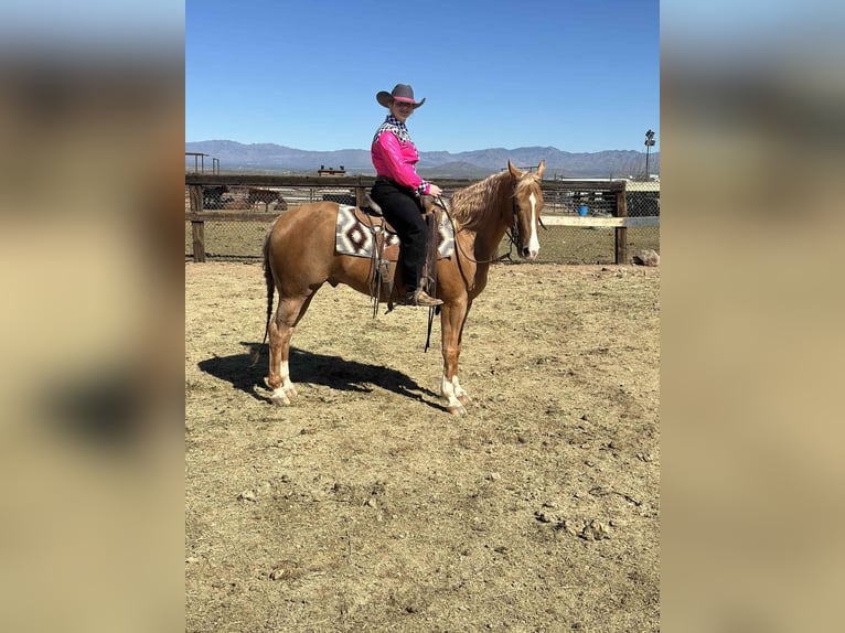 American Quarter Horse Ruin 5 Jaar 155 cm Palomino in Mount Vernon