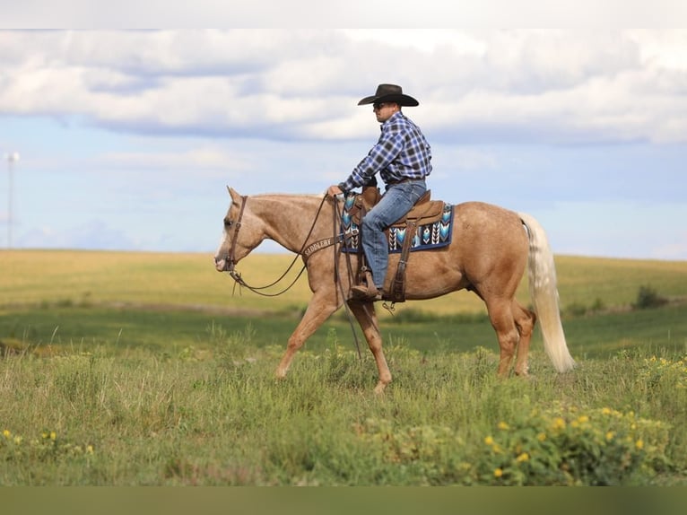 American Quarter Horse Ruin 5 Jaar 155 cm Palomino in Bernard, IA