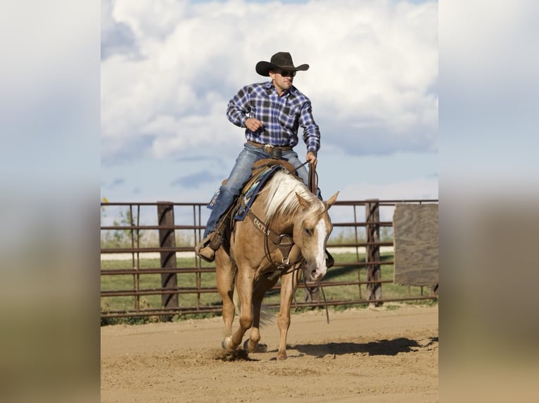 American Quarter Horse Ruin 5 Jaar 155 cm Palomino in Bernard, IA