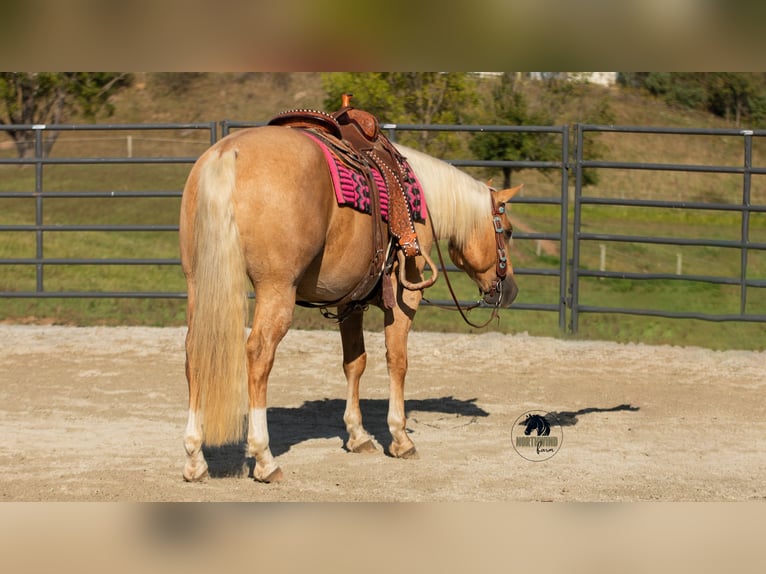 American Quarter Horse Ruin 5 Jaar 155 cm Palomino in Fredericksburg