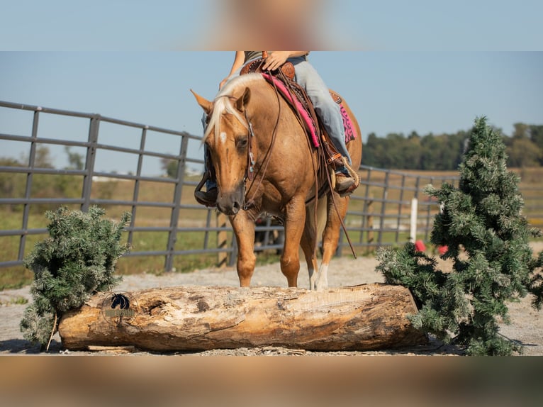 American Quarter Horse Ruin 5 Jaar 155 cm Palomino in Fredericksburg
