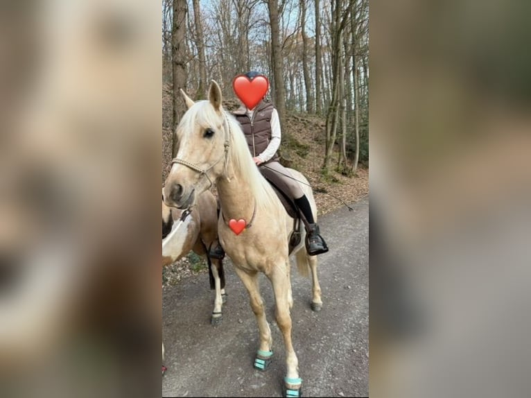 American Quarter Horse Mix Ruin 5 Jaar 155 cm Palomino in Buchholz (Westerwald)