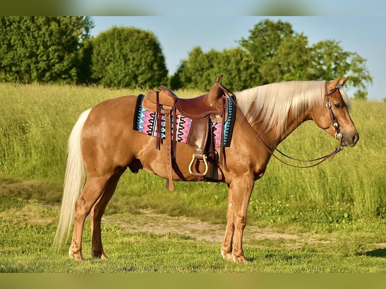 American Quarter Horse Ruin 5 Jaar 155 cm Palomino in Crab Orchard, KY