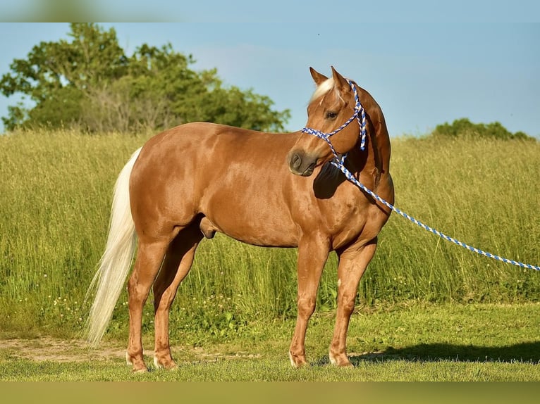 American Quarter Horse Ruin 5 Jaar 155 cm Palomino in Crab Orchard, KY