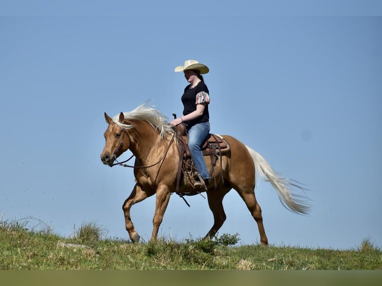 American Quarter Horse Ruin 5 Jaar 155 cm Palomino in Crab Orchard, KY