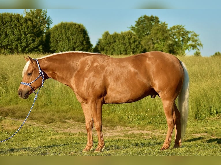 American Quarter Horse Ruin 5 Jaar 155 cm Palomino in Crab Orchard, KY