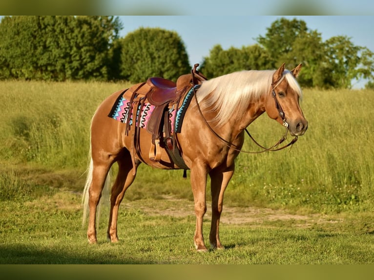 American Quarter Horse Ruin 5 Jaar 155 cm Palomino in Crab Orchard, KY