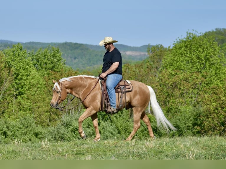 American Quarter Horse Ruin 5 Jaar 155 cm Palomino in Crab Orchard, KY