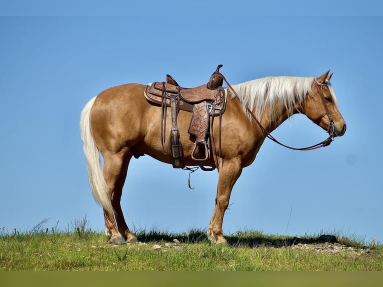 American Quarter Horse Ruin 5 Jaar 155 cm Palomino in Crab Orchard, KY