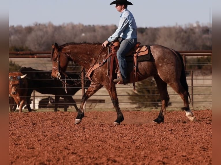 American Quarter Horse Ruin 5 Jaar 155 cm Roan-Bay in Edmond